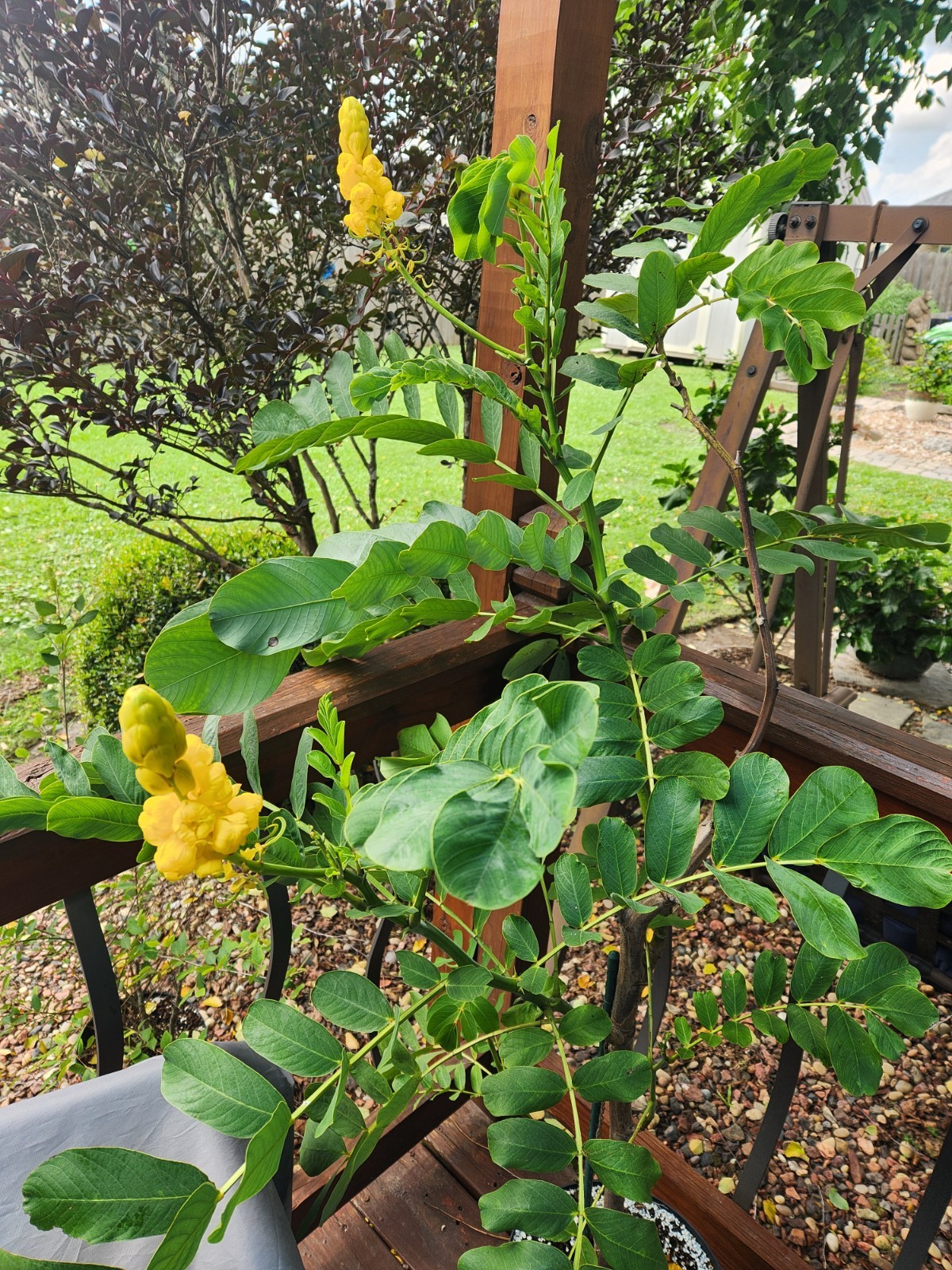 Candlestick Cassia Senna Alata Yellow Flowering Plant – 30 Seeds