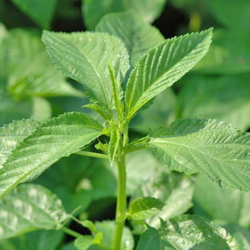 3000+ Premium Egyptian Spinach Seeds (Molokhia) – Fast-Growing, Low Green