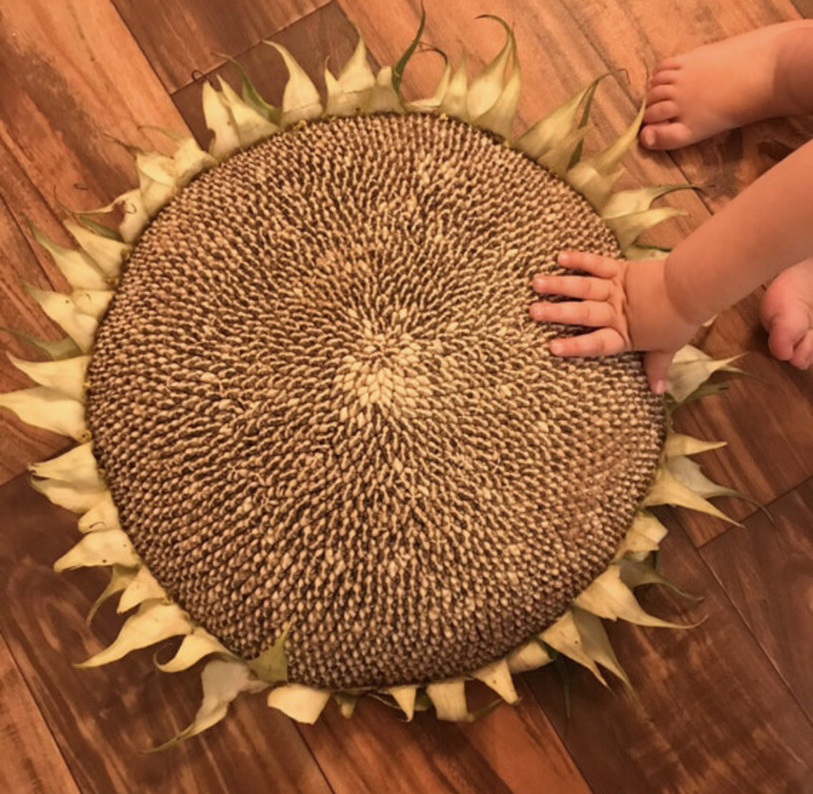MAMMOTH GREY STRIPE – MASSIVE SUNFLOWER – TALL – 16-18” BLOOMS – 20 SEEDS