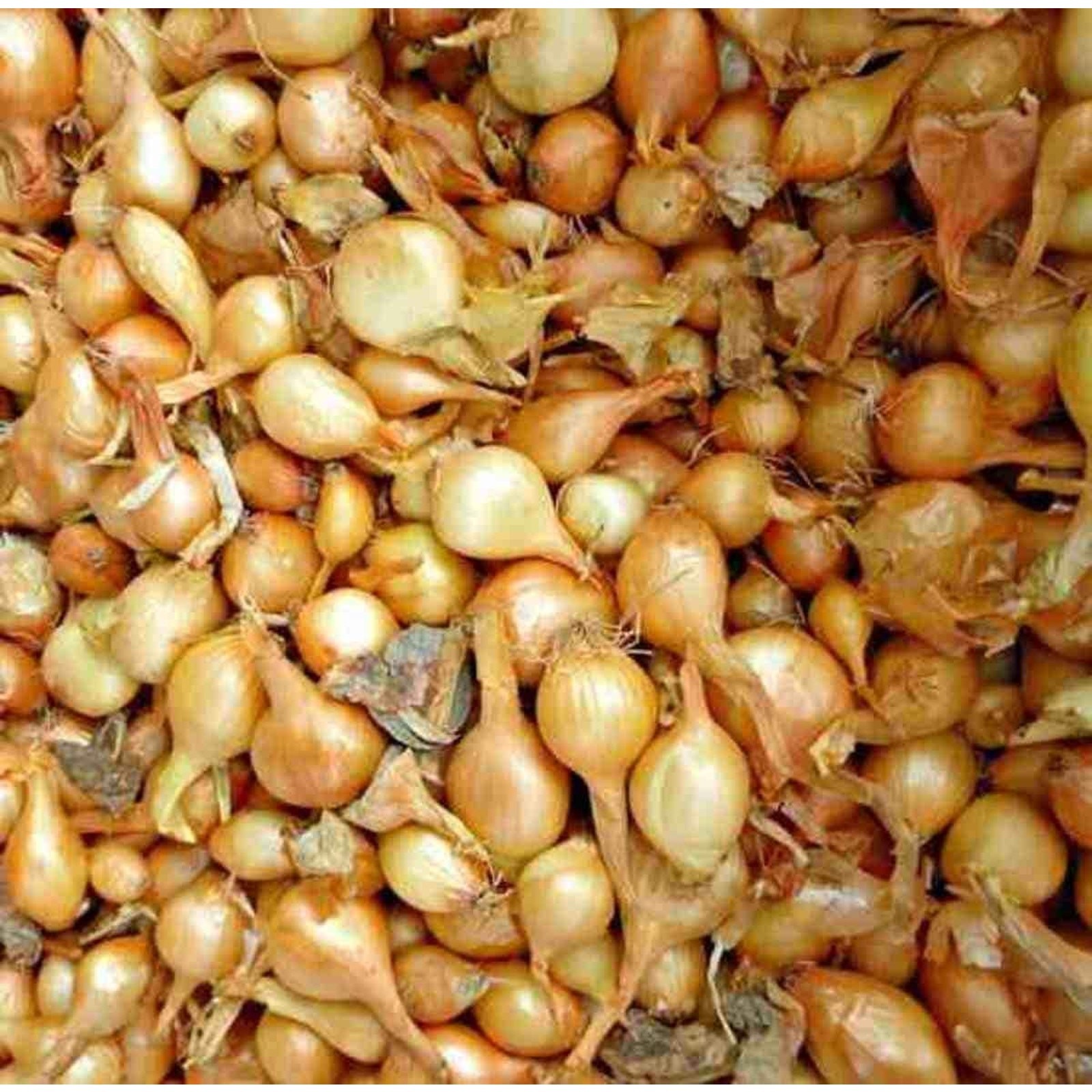 Mixed 3 Onion: Red Yellow and White Onion Sets Bulbs Organic Non GMO – 1 lb