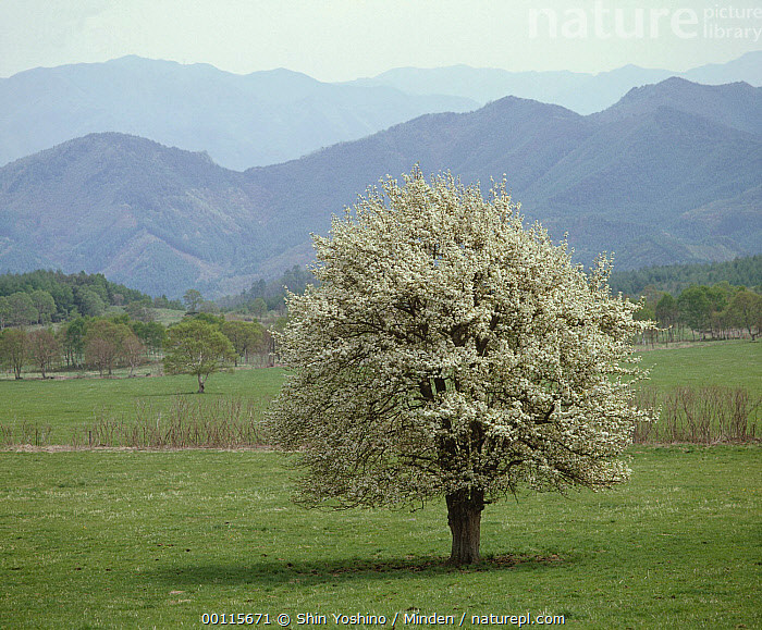 Asian Pear Flowering Tree | Premium Seeds | Pyrus pyrifolia ‘Spring’ | Plants’®