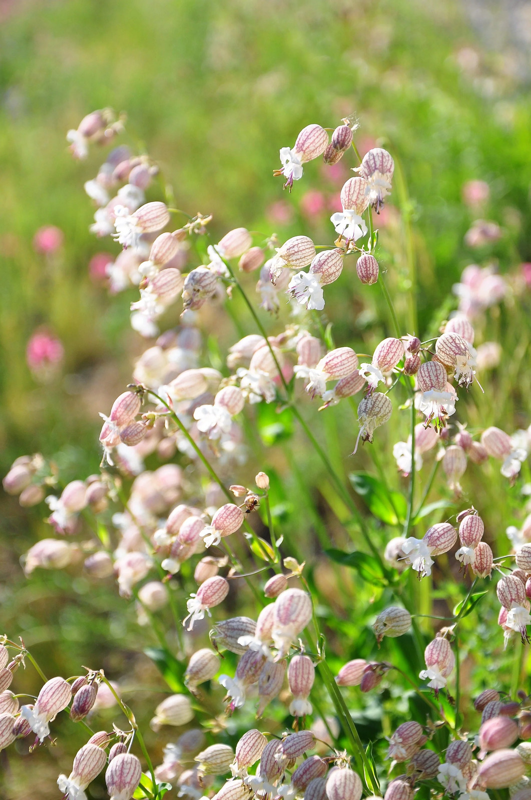 100 MAIDENSTEARS Silene Vulgaris Bladder Campion Pink & White Flower Seeds