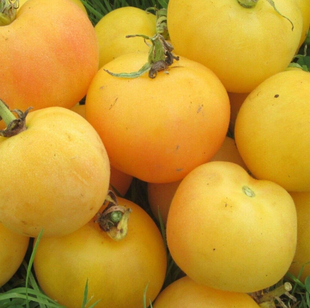 GARDEN PEACH TOMATO SEEDS 50+ INDETERMINATE vegetable PLANTS salad SLICING rare