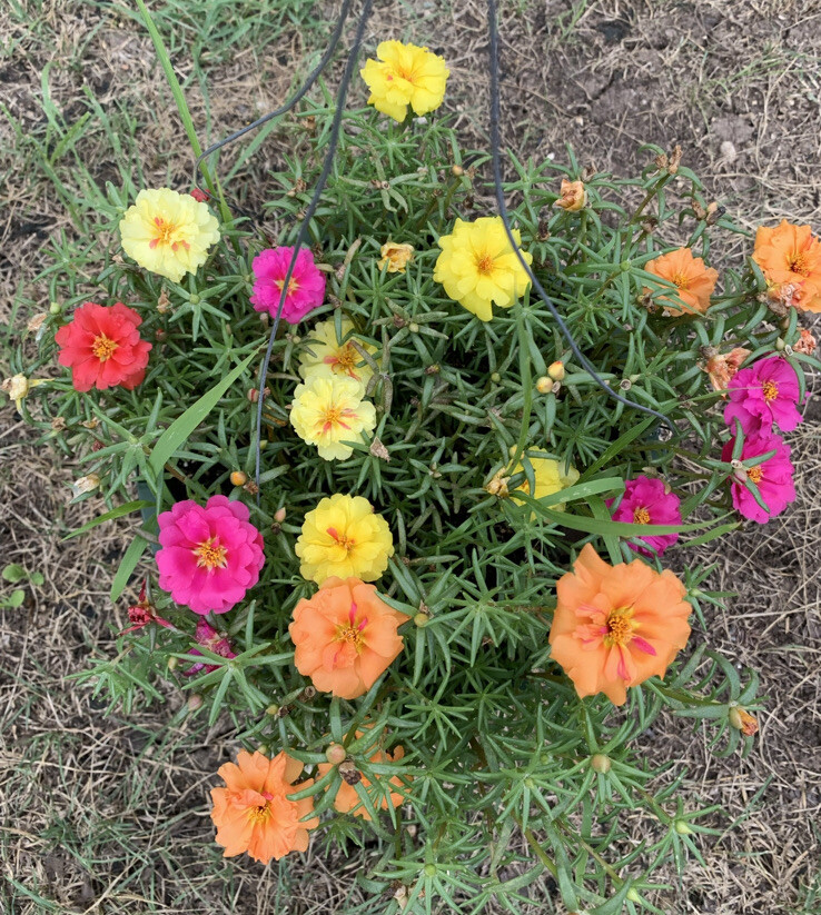 100 Portulaca Seeds Moss Rose Mix Annual Organic Edible Garden Purslane Flowers