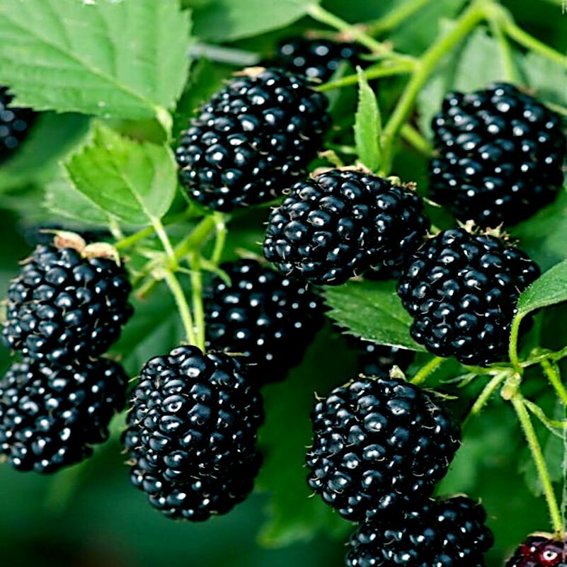 20 BLACKBERRY BUSH SEEDS (Rubus allegheniensis) Garden Fruit Plant Hardy-Zone 3