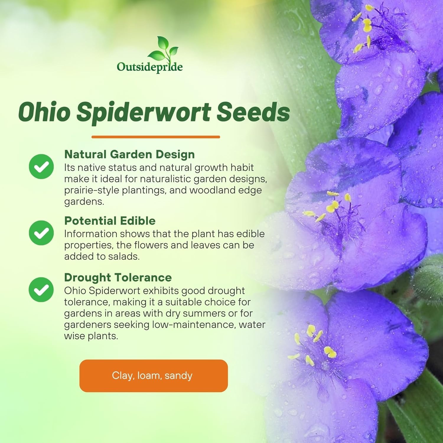 1000 Seeds Ohio Spiderwort Seeds Drought Resistant Tradescantia Ohiensis
