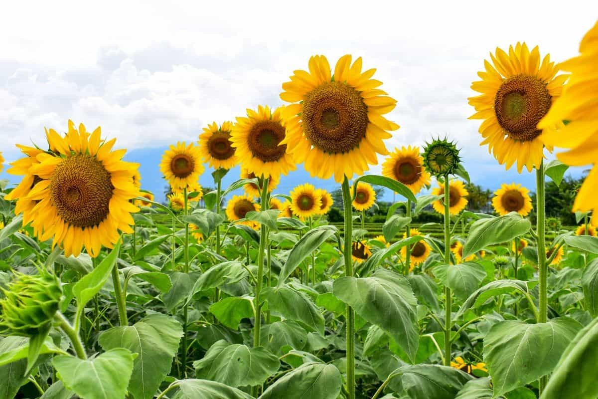 Giant Mammoth Grey Stripe Sunflower 10 Seeds Helianthus annuus Free Shipping!
