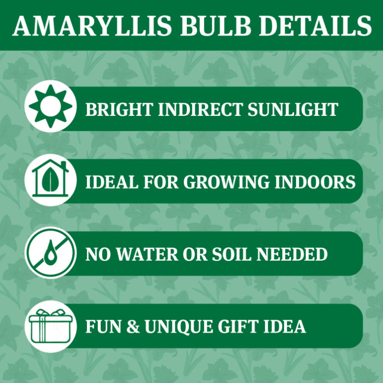 Silver Waxed Amaryllis Bulb with Stand, Live Indoor Blooming Plant