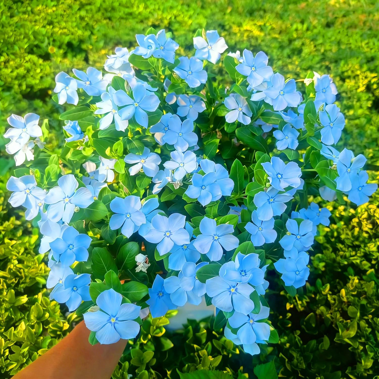 Madagascar Periwinkle Seeds for Planting, 1000Pcs Rare Perennial Periwinkle Flow