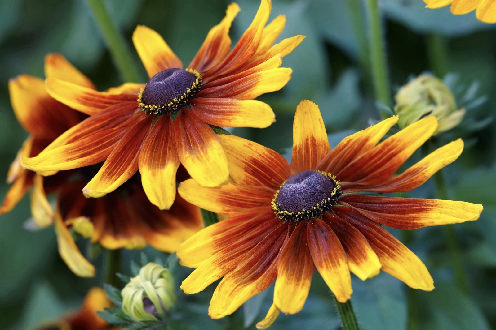 50 Autumn Forest Rudbeckia Hirta Seeds | Non-GMO , drought tolerant USA Seller