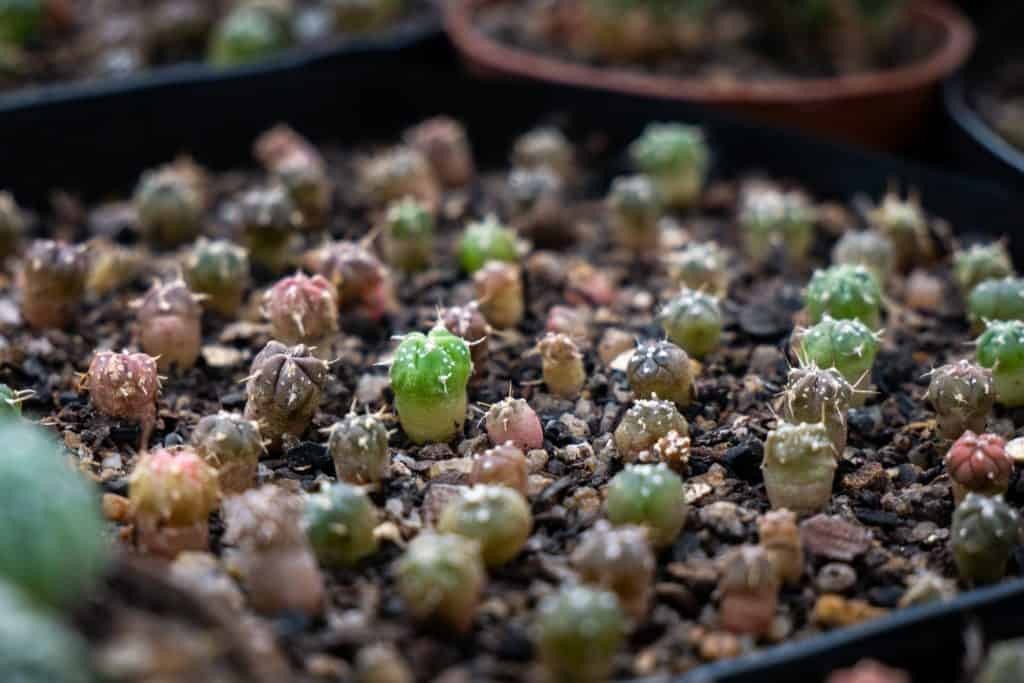Echinopsis Mamillosa v. Flexilis 5 Seeds Free Shipping!