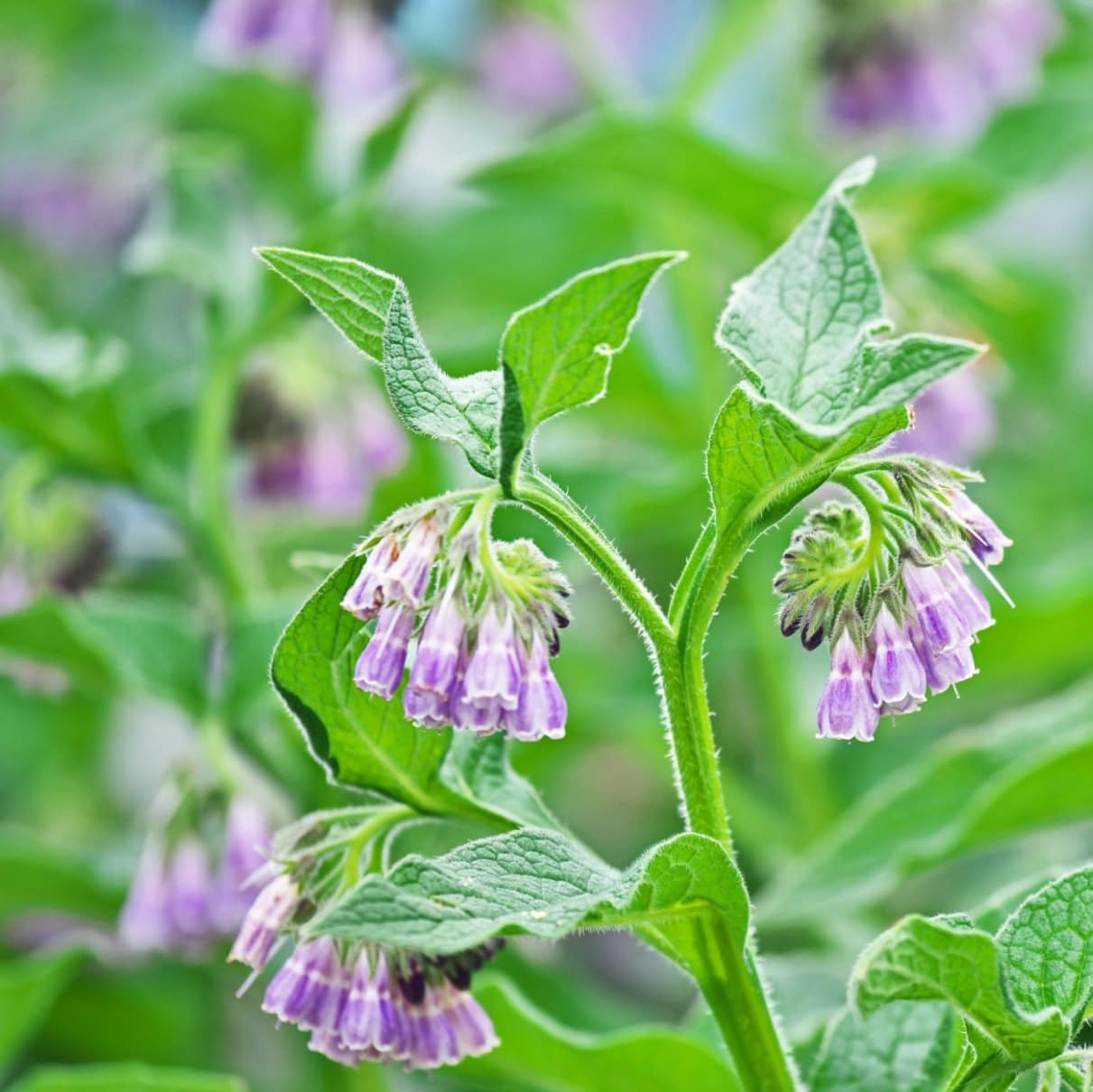 80+ Seed Symphytum Officinale Comfrey Herb Plant Seeds for Planting Heirloom Non