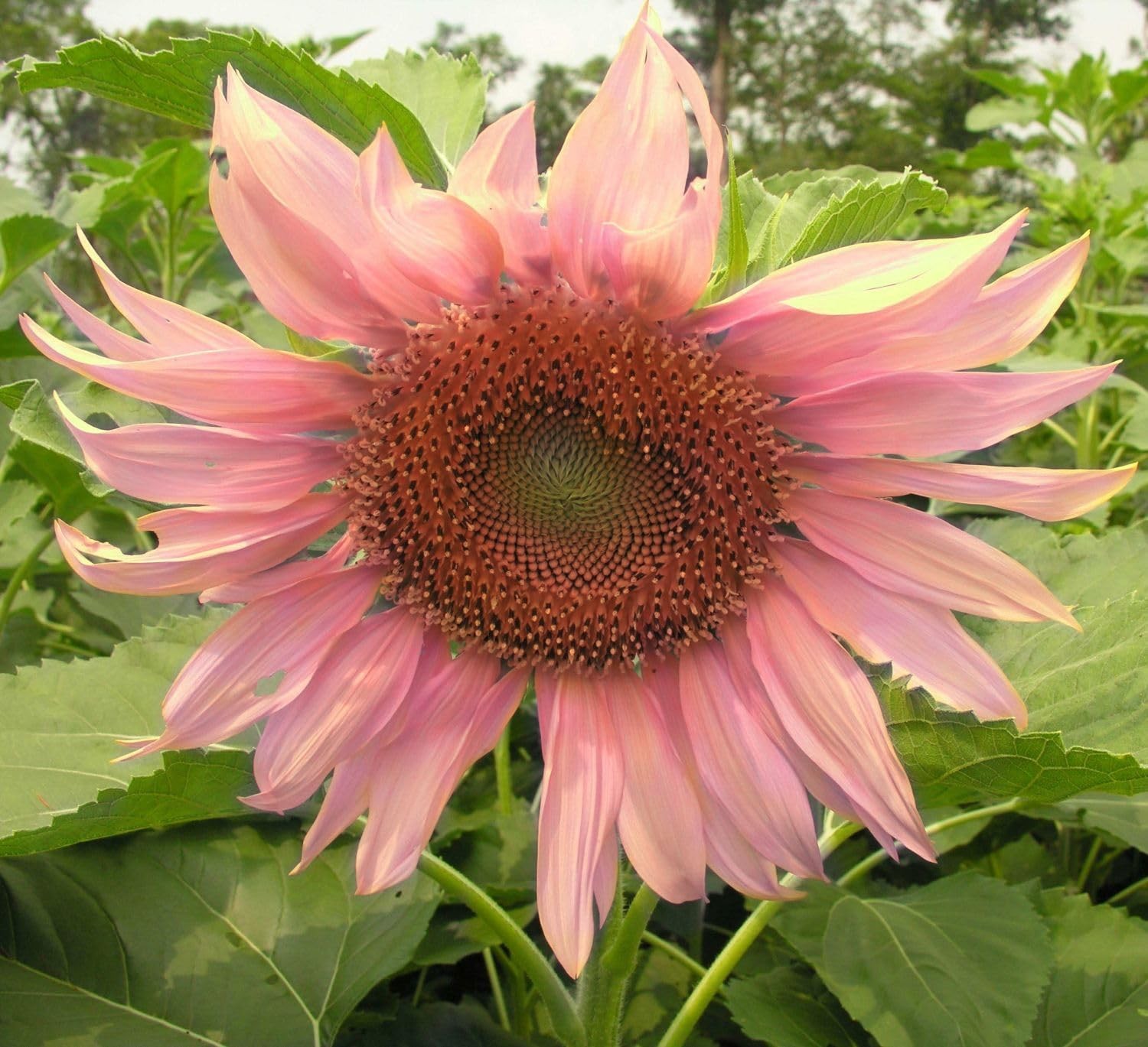 Giant Sunflower Seeds Mix (200+ Seeds) – Red, Purple, Pink Heirloom Varieties…