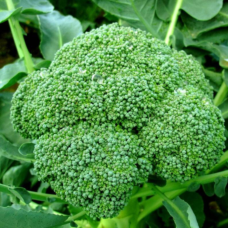 1200+ BROCCOLI WALTHAM SEEDS HEIRLOOM VEGETABLE GARDEN NON-GMO MICROGREENS USA