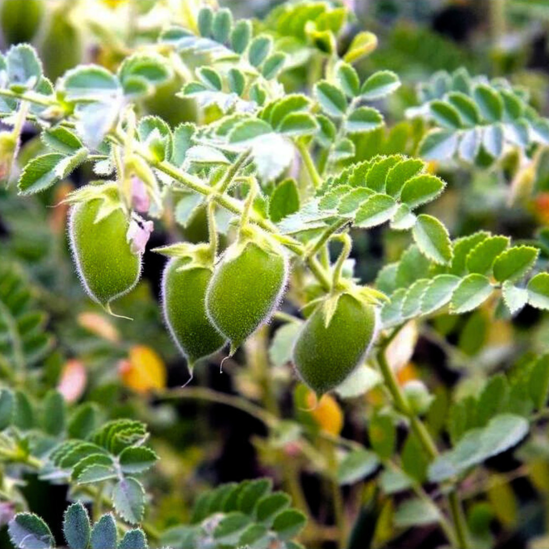 Fresh Premium Organic Lentil Seeds | Green | Heirloom Non-GMO | Vegetable Seeds