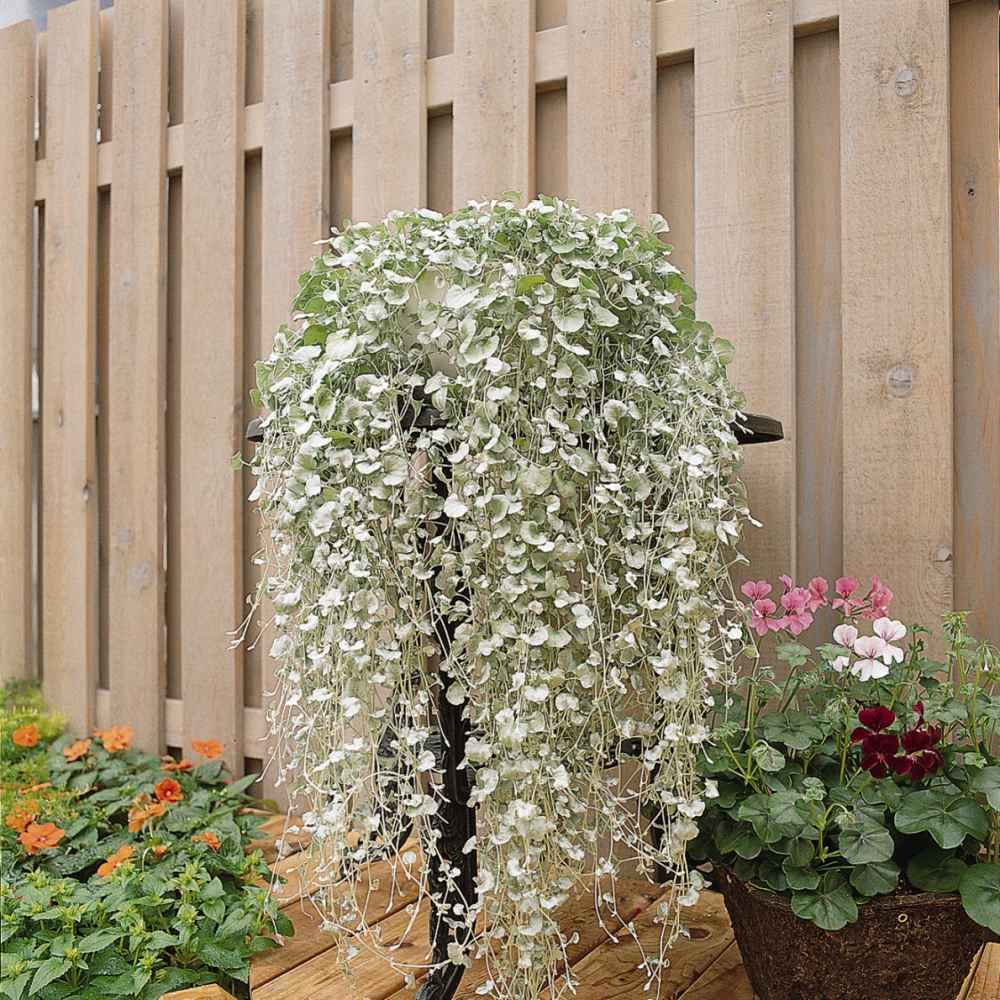 15 Seeds Dichondra Seeds Heat & Drought Tolerant Silver Falls Ground Cover