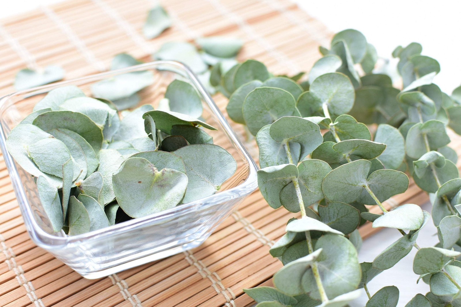 20 SILVER DROP EUCALYPTUS Gunnii Cider Gum Silver Blue Foliage Florist Tree Seed