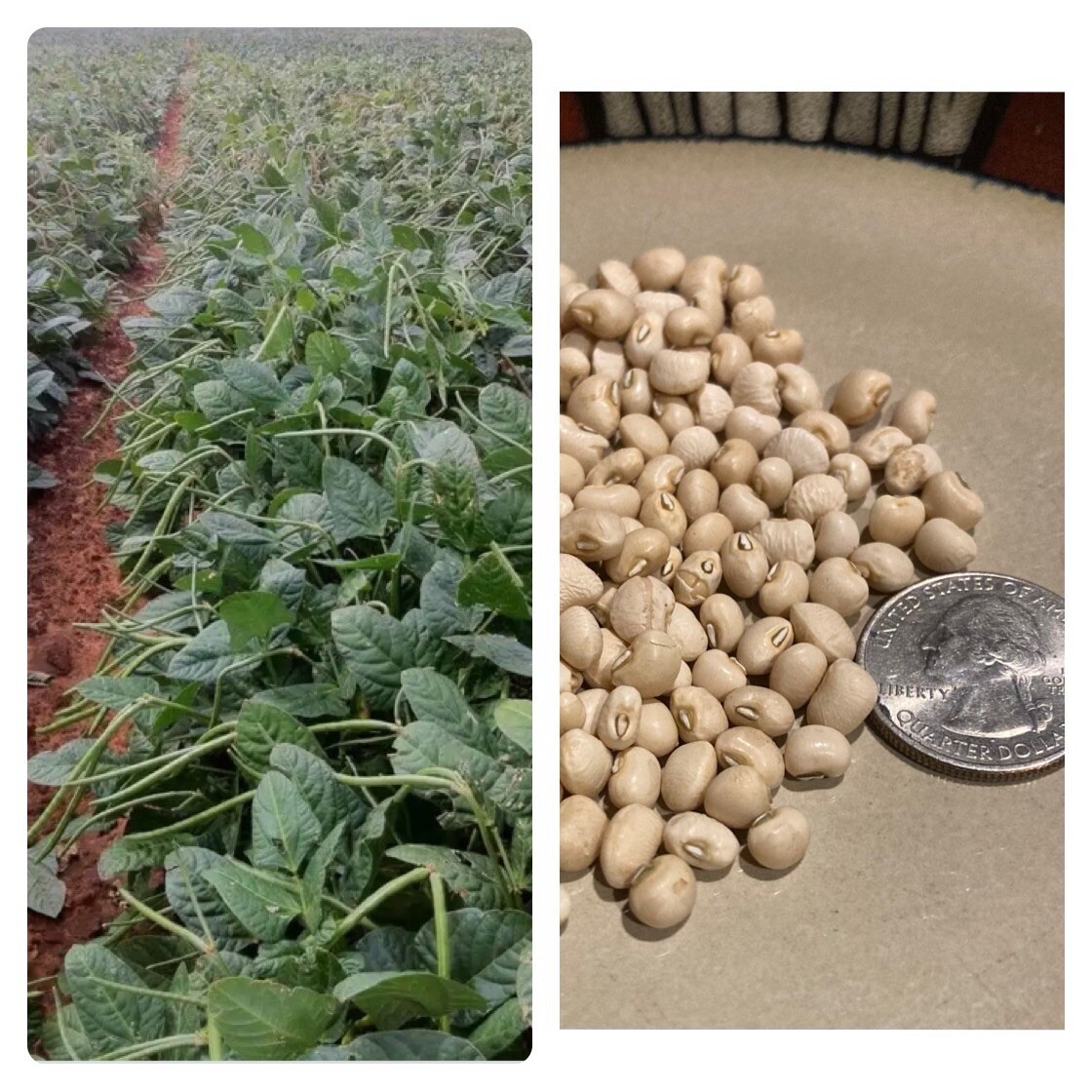 White Acre Cowpea Pea Heirloom 100 Seeds Garden Planting Non-GMO