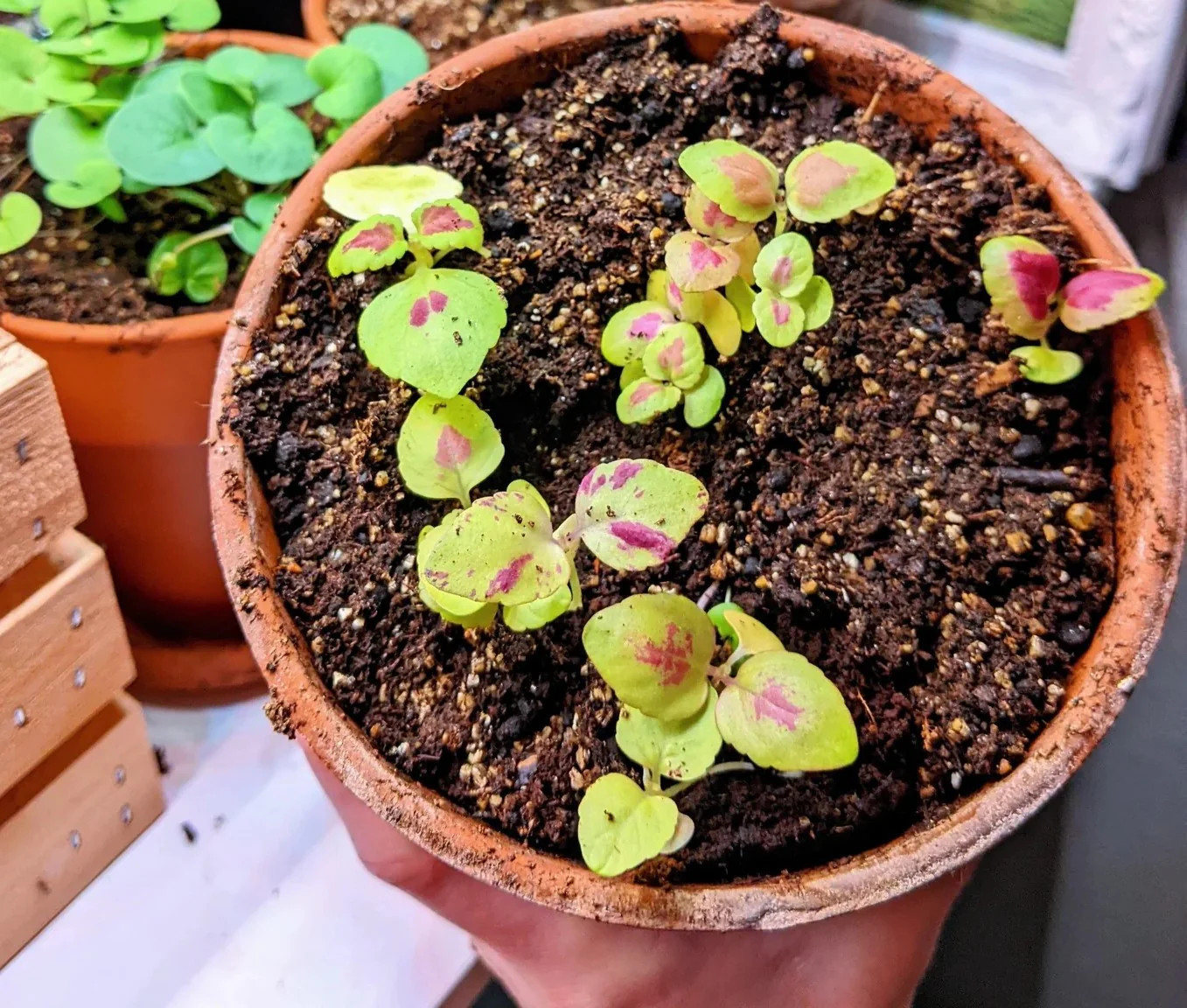 Rainbow Mix Coleus Seeds | Annual Tropical Houseplant Leaf Shade Plant Seed 2025