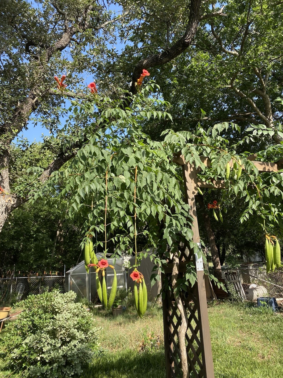 Orange Hummingbird (or Trumpet) Vine 25+ Seeds (Creeping Vine Plant) Pretty!