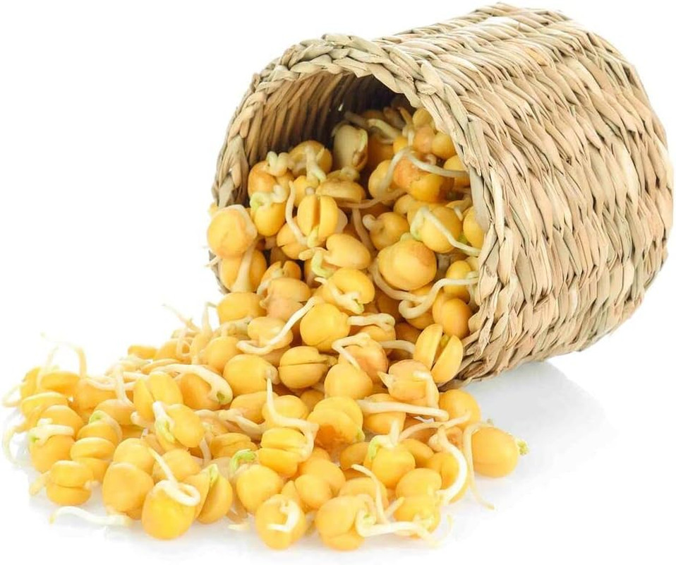 Sprouting Garbanzo Beans, Non-GMO, , High Germination (1/4 Pound)