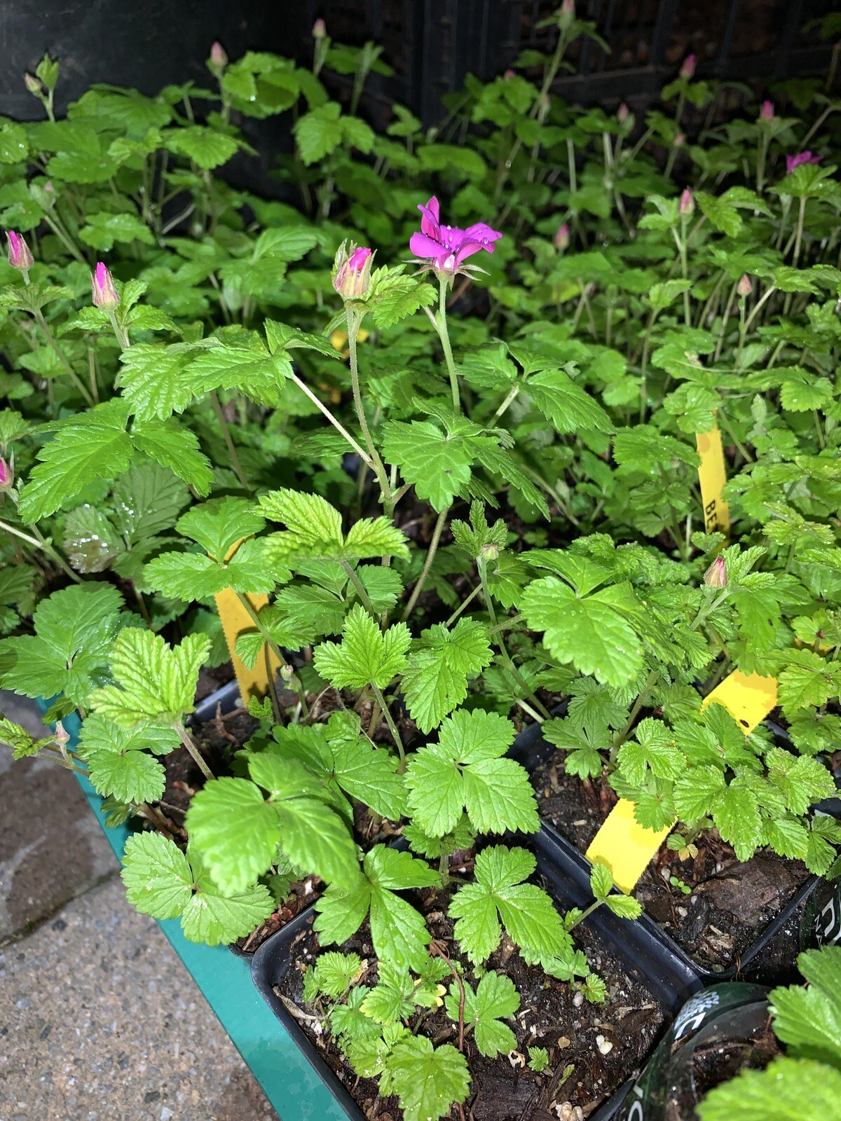 Arctic Raspberries ‘Beta’ and ‘Sophia’ (Rubus arcticus x stellarcticus) 2 pots