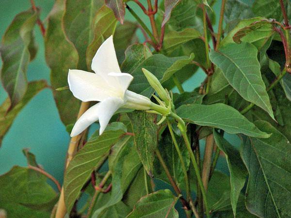 Mandevilla laxa | Chilean Jasmine | White Star | 5 Seeds