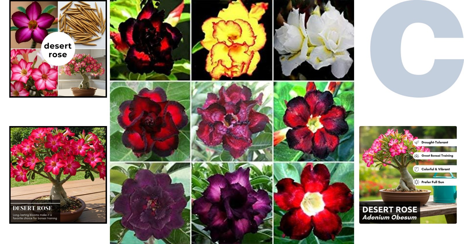 20 Exotic Desert Rose Seeds – Low Maintenance Adenium Obesum for Home Gardens