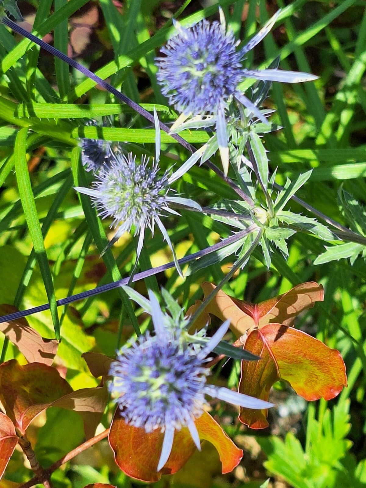 SEA HOLLY 100 SEEDS, ERYNGIUM, METALIC BLUE FLOWERS, mariesgreengarden