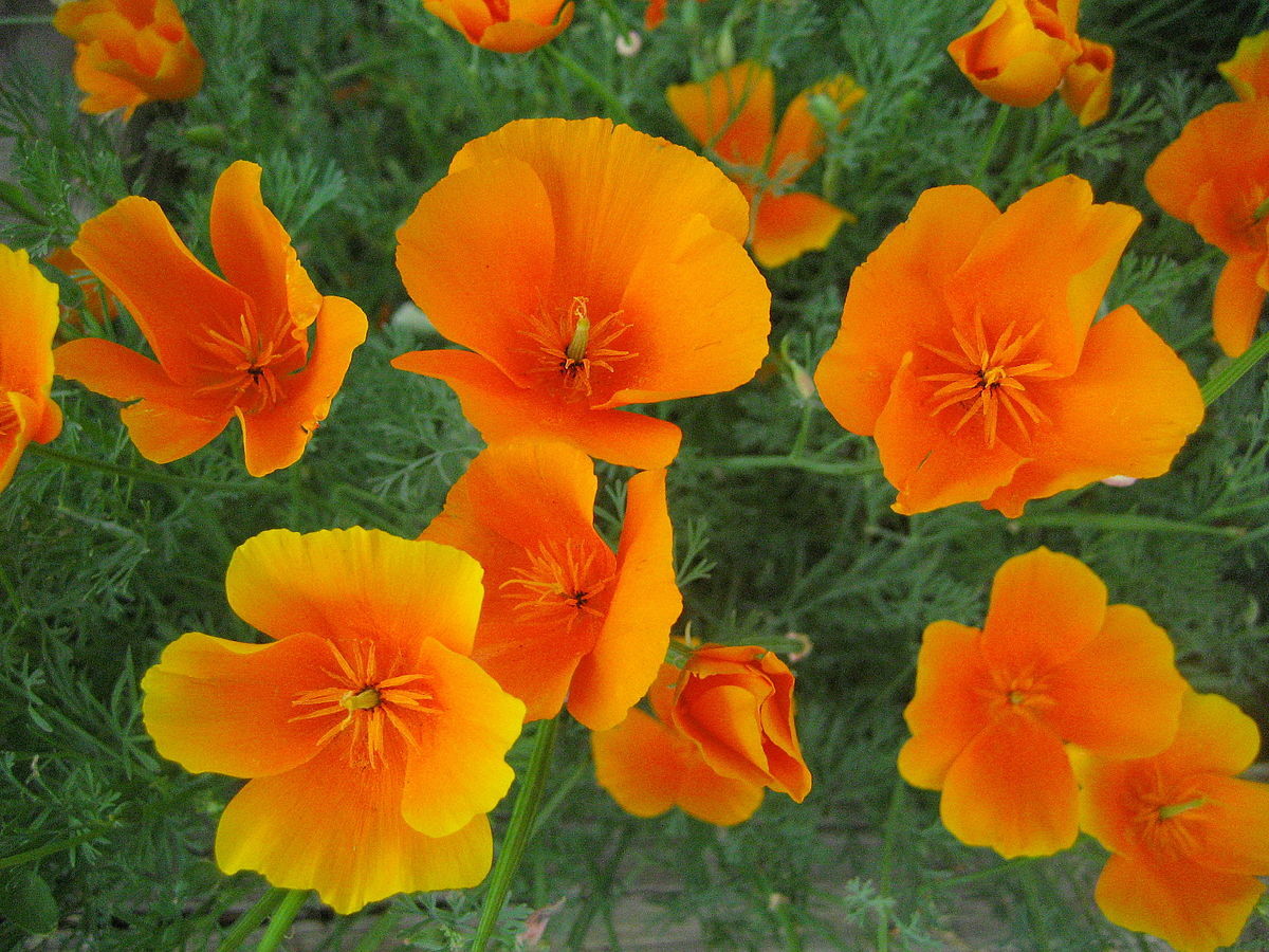 Eschscholzia californica ORANGE CALIFORNIA POPPY – PERENNIAL Seeds!