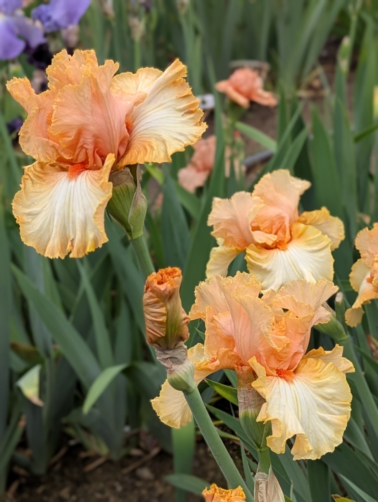 Orangelo’ ﻿ TB Bearded Iris Rhizome PRE-SALE to Ship Aug/Sept