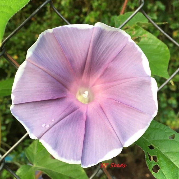 Gray Queen – Japanese Morning Glory – ipomoea NIL – 6 seeds – NEW