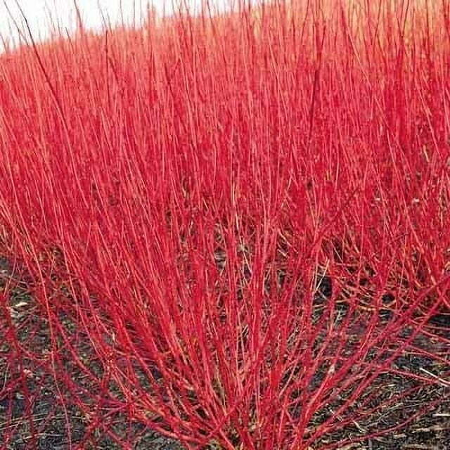 Cornus sericea RED OSIER DOGWOOD Seeds!