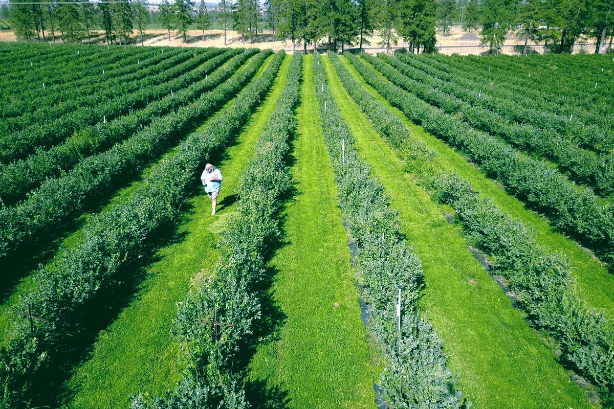 BLUEBERRY TREE SEEDS New Jersey Southern Highbush Cold Hardy Garden Fruit Plant