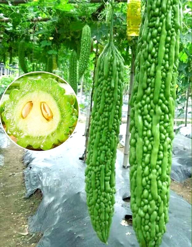 15+Green Skin Long Bitter Gourd seeds Bitter melon Seeds Ku Gua Asian Vegetable