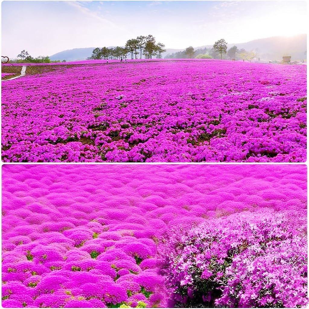 15000+ Creeping Thyme Seeds for Planting Outdoor-Perennial Magic Carpet Ground C