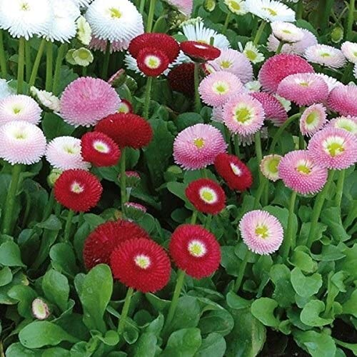 50+ English Daisy Super Enorma Mix seeds