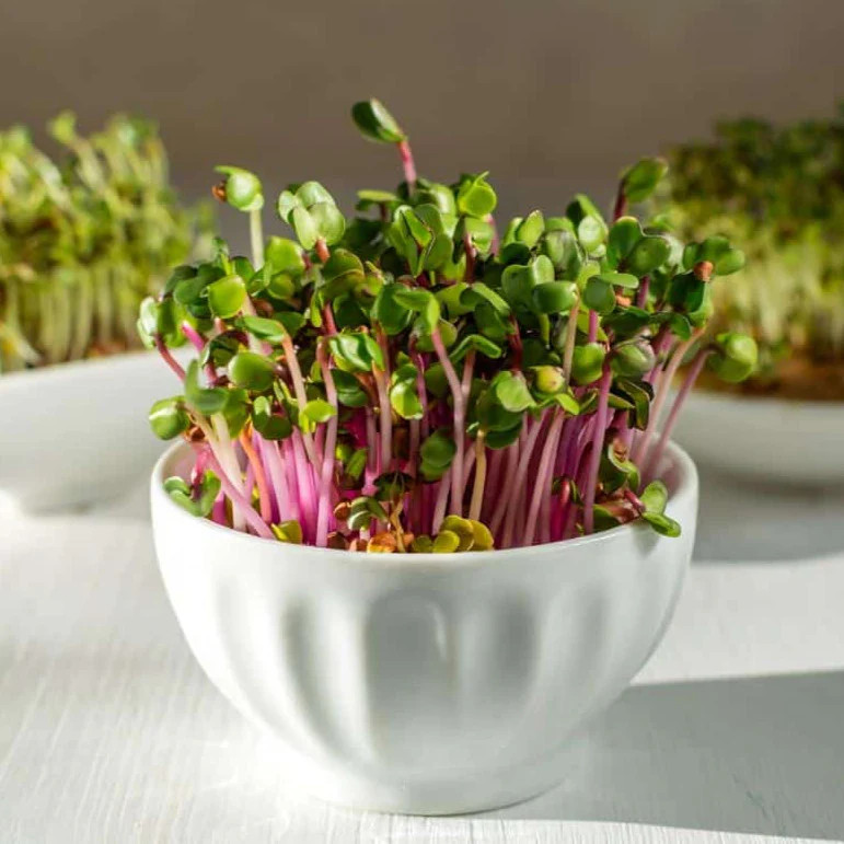 China Rose Radish Seeds | Pink Red Daikon Radishes Asian Vegetable Seed 2024