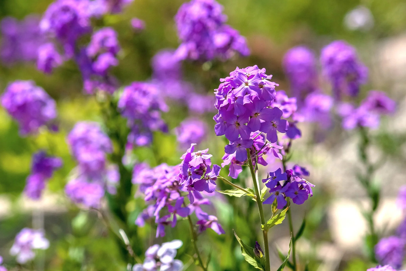 Dame’s Rocket Seeds | Sweet Violet Purple Wildflower Perennial Flower Seed 2025