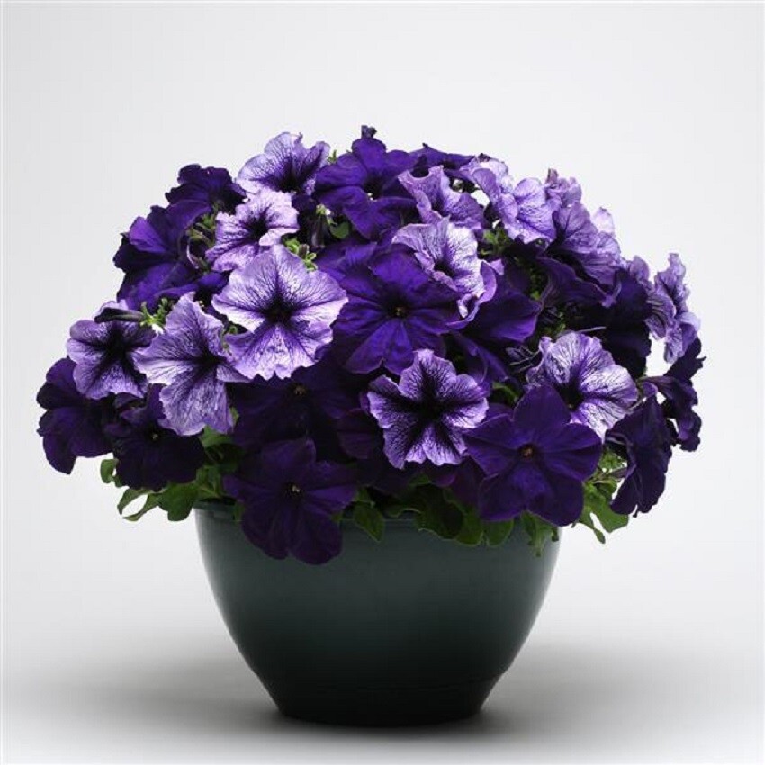BIN#2R5D1 Fuseables Multi-Species Petunia Pleasantly Blue 25 Fuseble Pellets