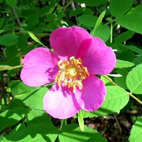 Alaska Wild Rose Flower – Rosa acicularis – 100+ Seeds – Rose Jam – From Denali