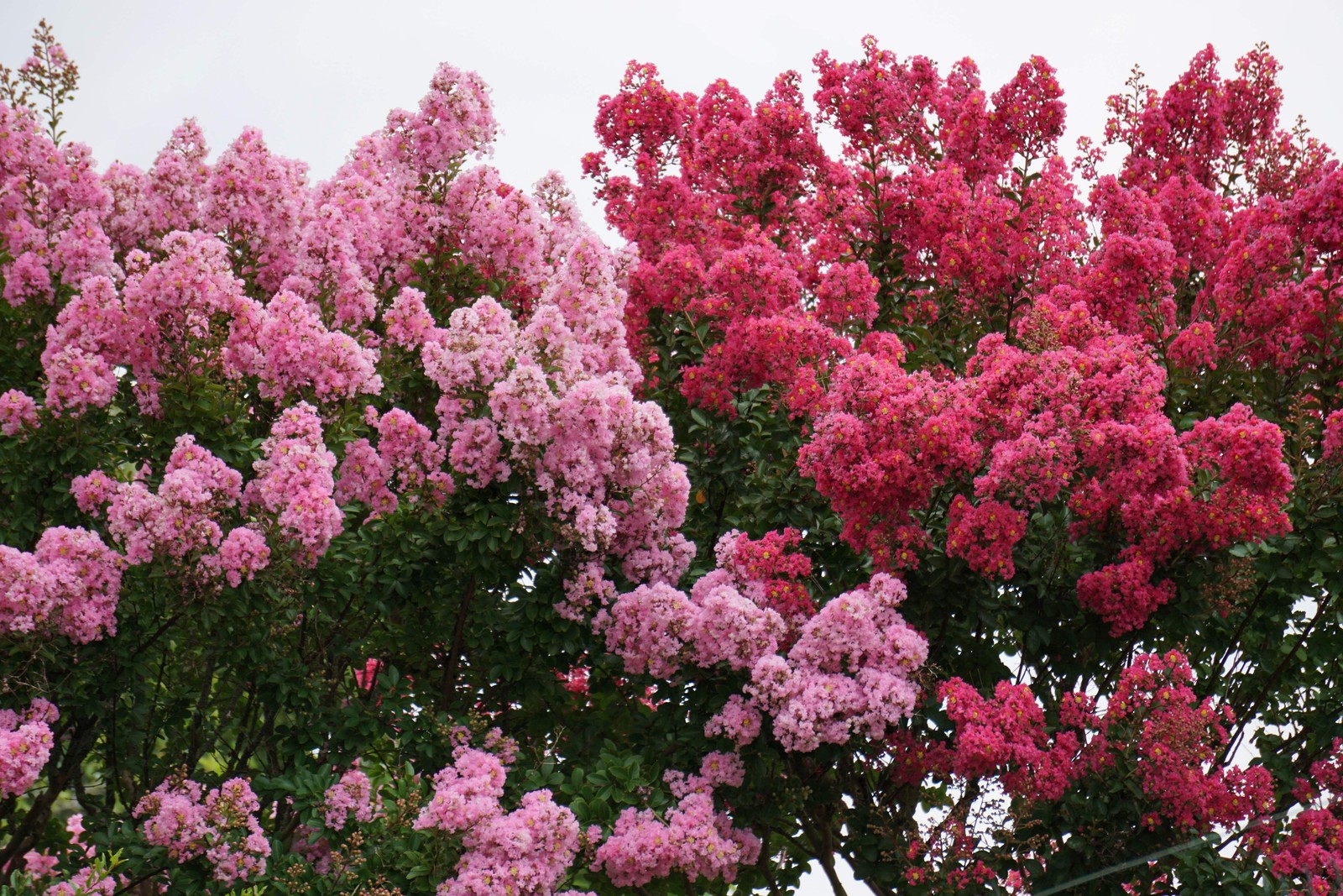 1000 Bulk CREPE MYRTLE Mixed Colors Lagerstroemia Indica Tree Shrub Flower Seeds