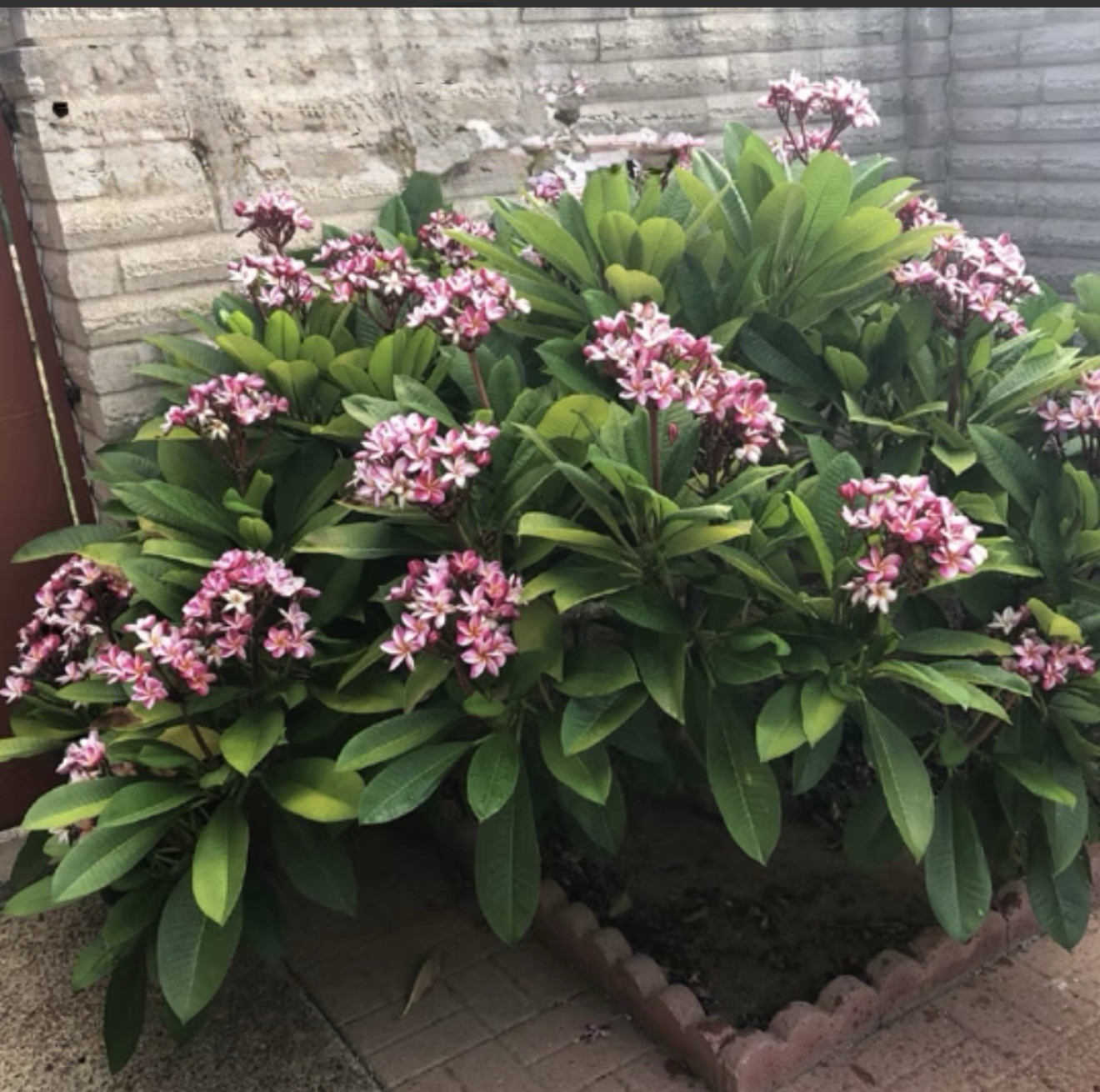 4″Pot Dwarf Singapore Pink Plumeria Frangipani Rooted Starter Plant Read Info