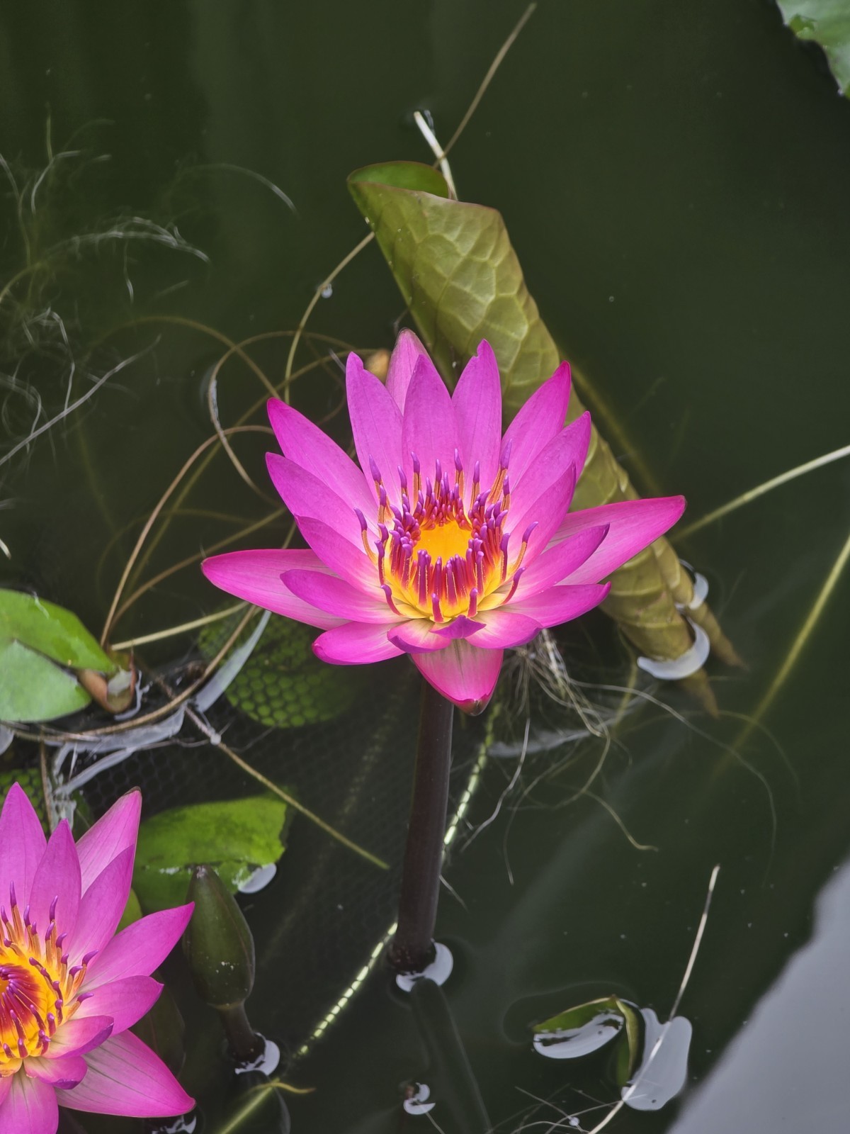 TWO Aquatic Hardy Sacred Pink Water Lily Plant FRESH Mature Rhizomes 3″- 4″