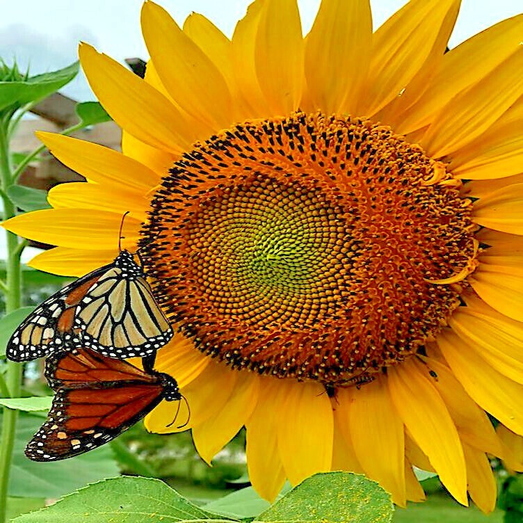 GIANT MAMMOTH RUSSIAN “GREY STRIPE” SUNFLOWER SEEDS Heirloom Hardy 10″ FLOWERS