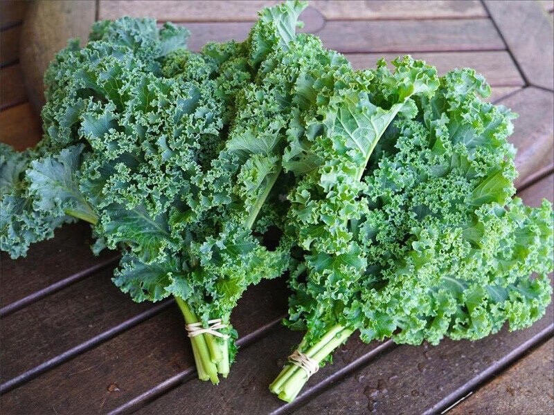 Blue Curled Scotch/Vates Heirloom Seeds – Non GMO – 200 Seeds