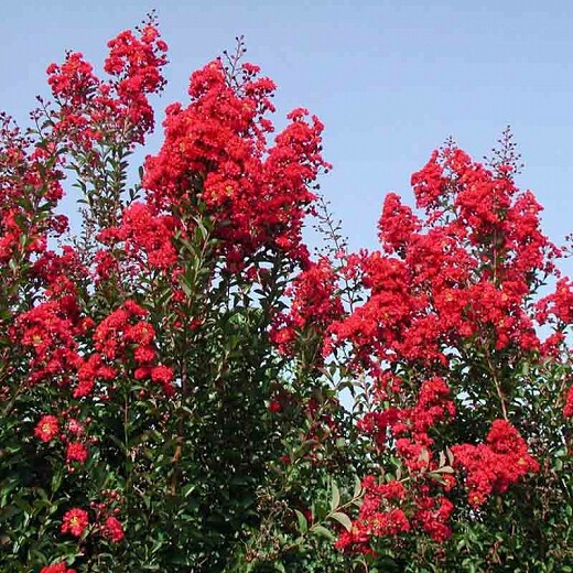 100 Crape Myrtle, Lagerstroemia indica, Tree Seeds (Fast, Showy, Fall Color)