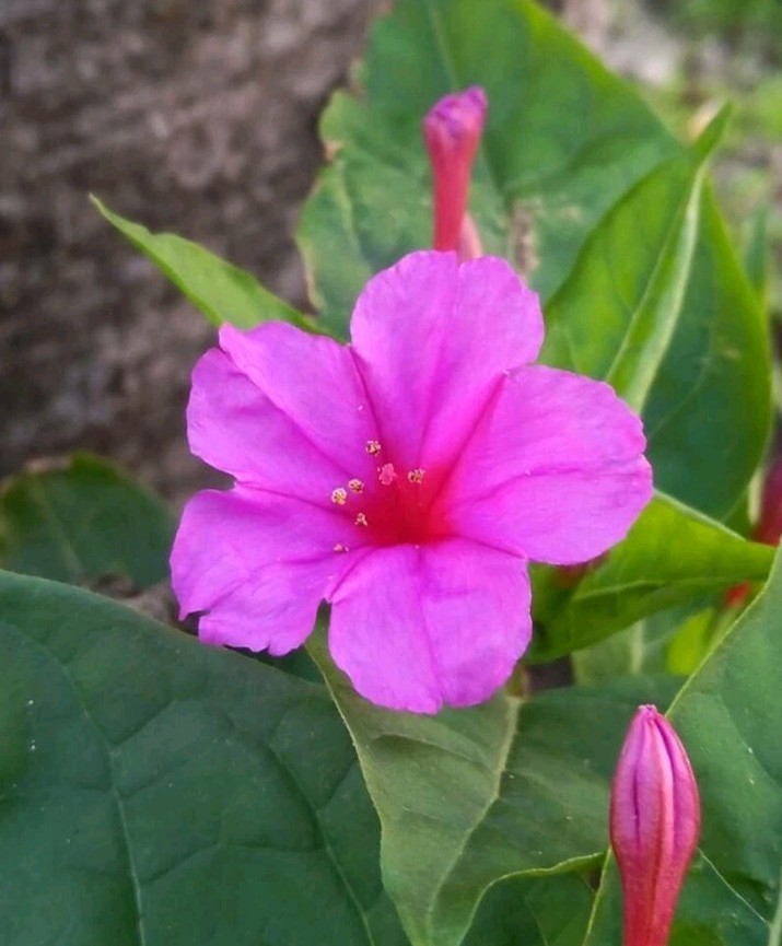 Four O’Clock FUSCHIA, DEEP COLOR Flowers – Perennial – 30 Seeds.