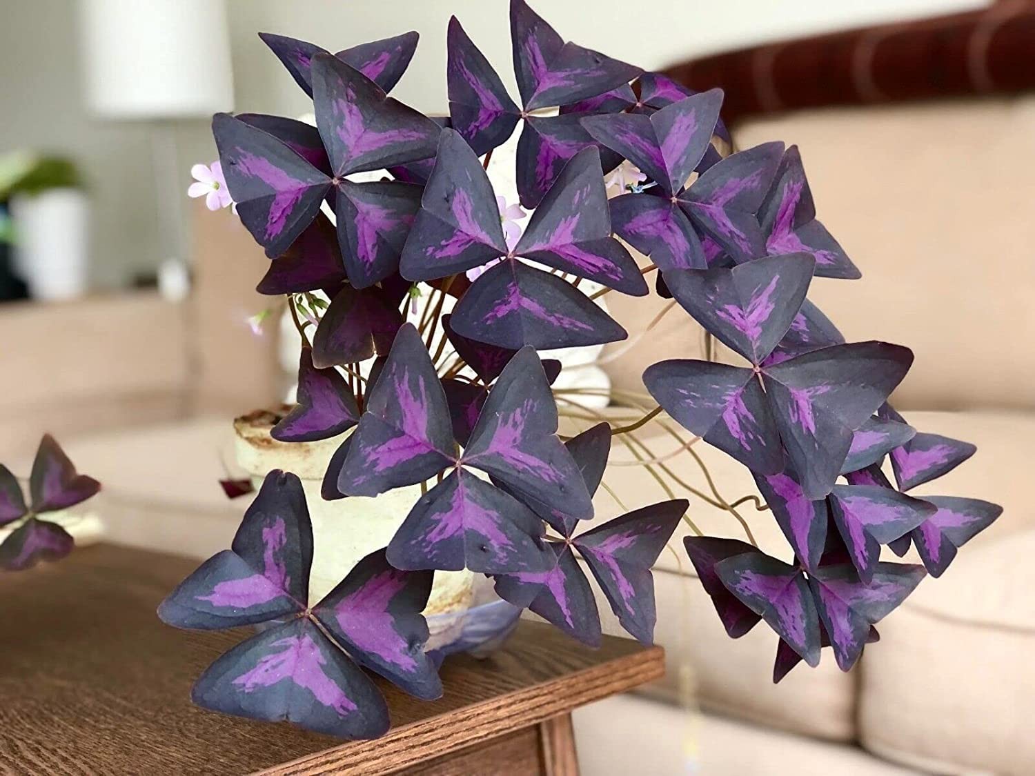 Oxalis Triangularis Bulbs Purple Shamrock False Shamrock Good Luck Plant