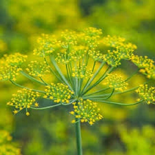 Premium Bouquet Dill – Fresh Organic Heirloom Seed Buy any 3 var, 20% off order